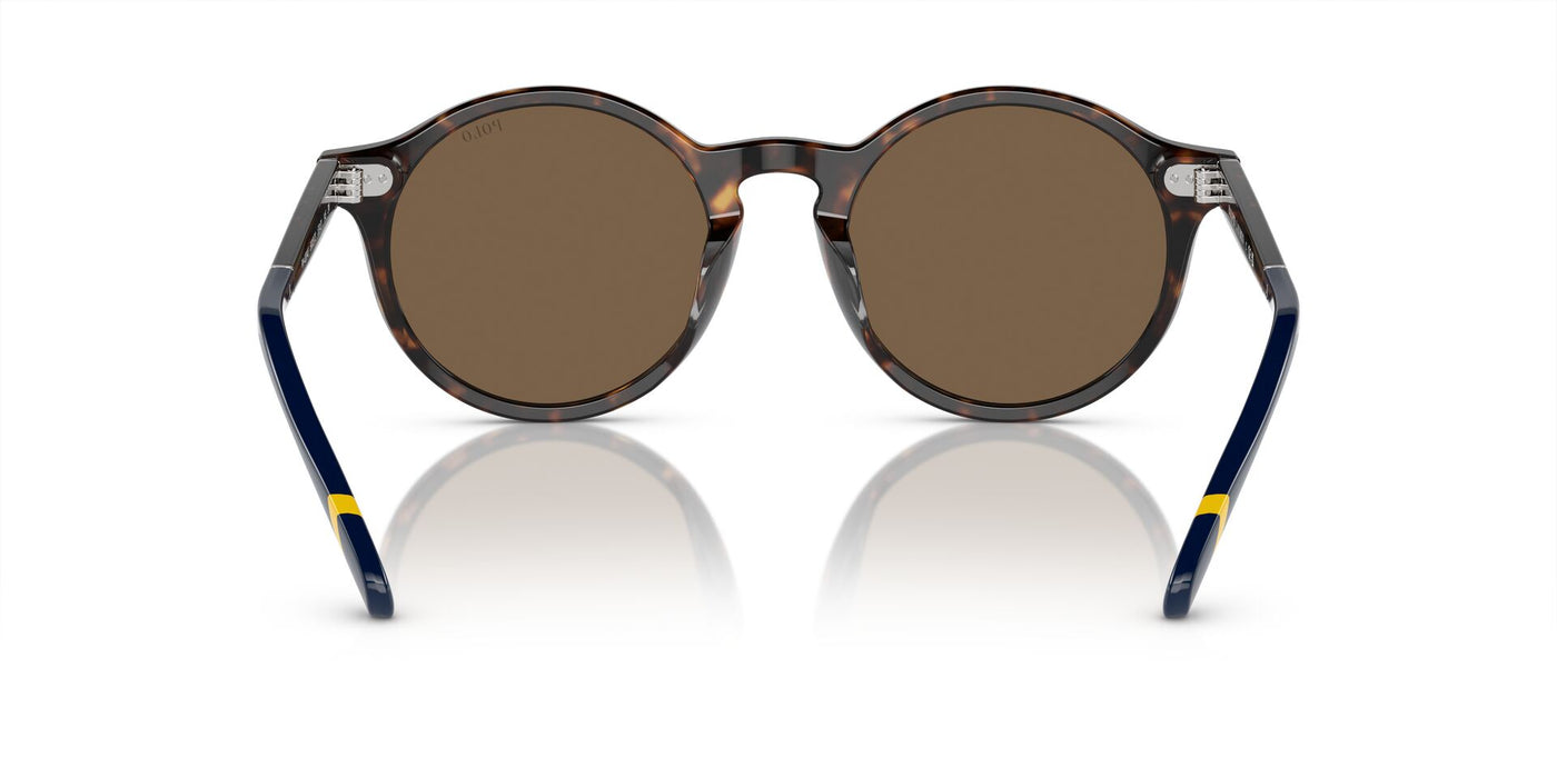 Polo Ralph Lauren PH4204U Shiny Dark Havana/Brown #colour_shiny-dark-havana-brown