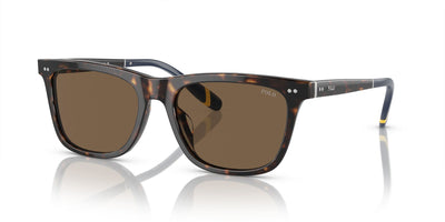 Polo Ralph Lauren PH4205U Shiny Dark Havana/Brown #colour_shiny-dark-havana-brown