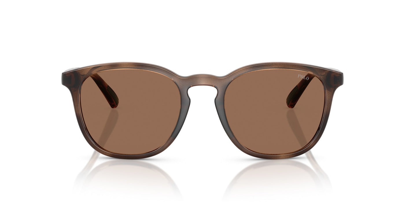 Polo Ralph Lauren PH4222U Shiny Dark Havana/Dark Brown #colour_shiny-dark-havana-dark-brown